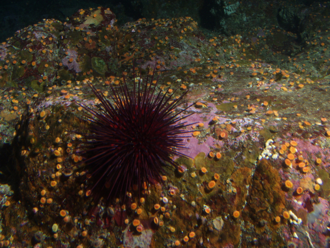 Red  Sea Urchin (Strongylocentrotus franciscanus) and cup coralon boulder in reef habitat at 30 meters depth