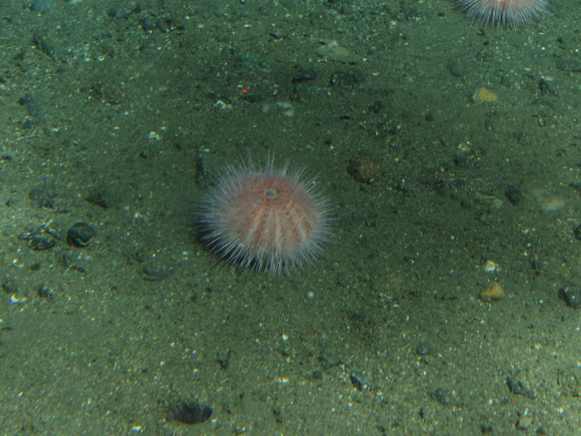 Sea Urchin on soft bottomat 175 meters depth