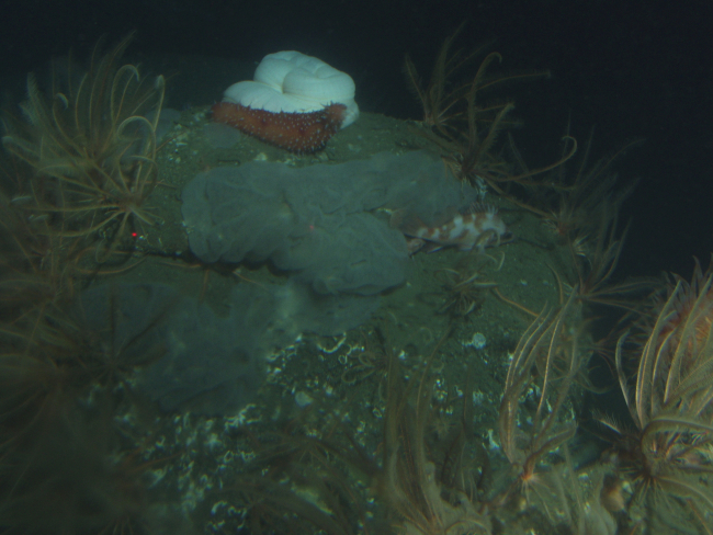 Unidentified tunicate, rockfish and other invertebrates on boulderin soft bottom habitat