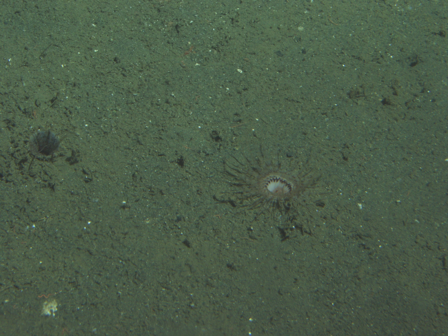 Unidentified invertebrateat 175 meters depth