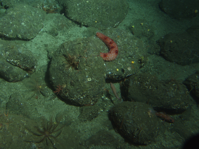 California sea cucumber (Parastichopus californicus) and rockfish in sandyboulder habitat at 131 meters depth