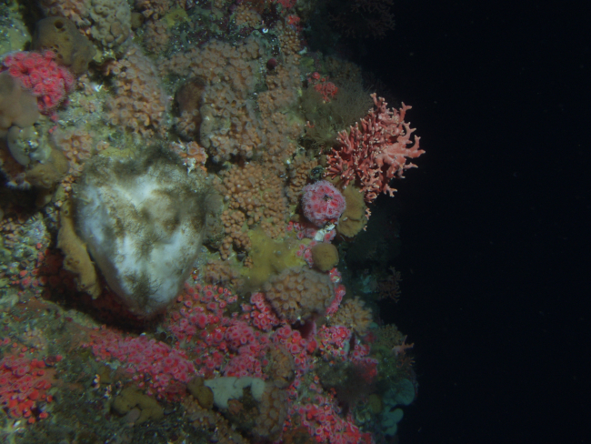 Dense invertebrate cover on rocky reef habitatat 90 meters depth