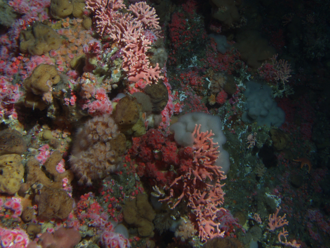 Dense invertebrate cover on rocky reef habitatat 90 meters depth