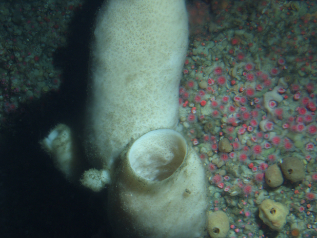 White Vase Sponge (Ircinia campana) up-closeat 90 meters depth
