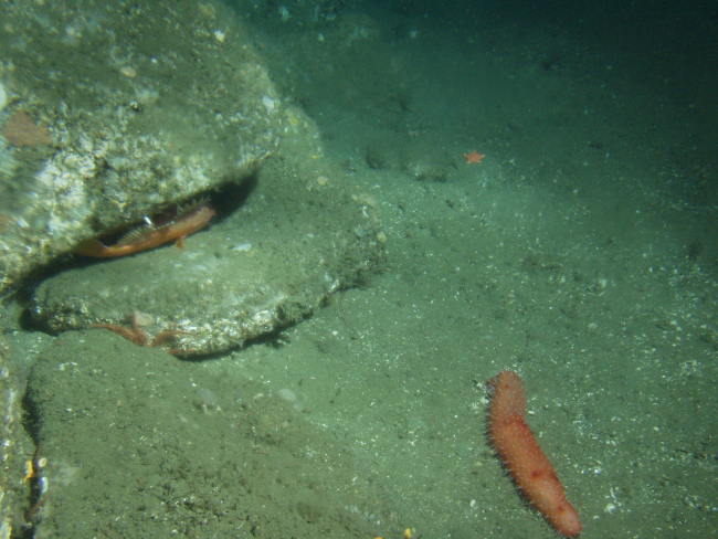 Rockfish in crevice and sea cucumberat 150 meters depth