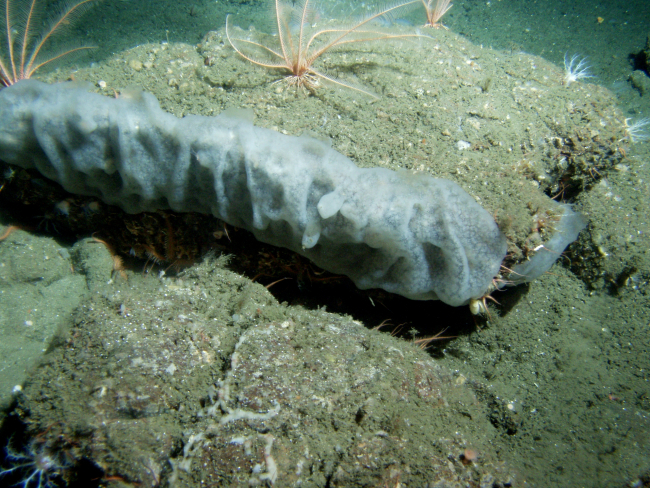 Unidentified tunicate close up in soft bottom habitatat 115 meters depth
