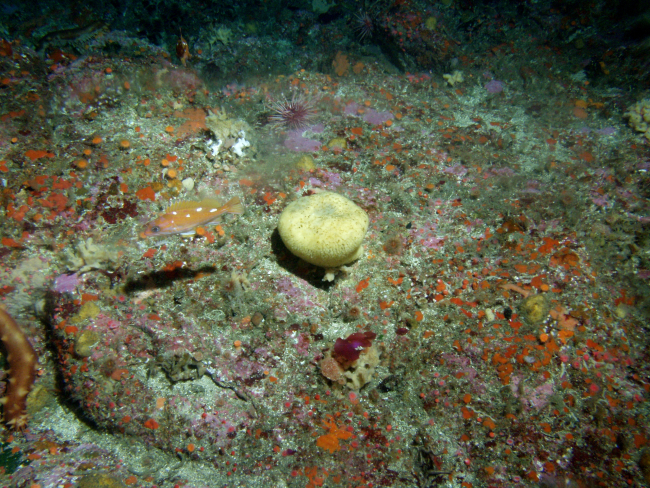 California sea cucumbers (Parastichopus californicus) with other Invertebratesand algae covered boulder habitat at 95 meters depth