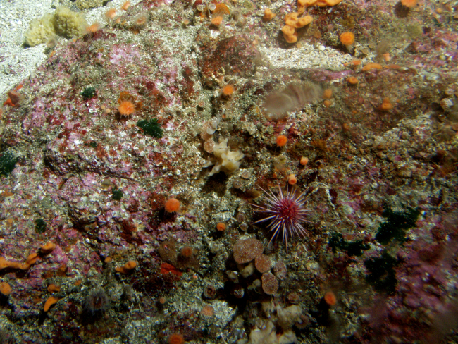 Red Urchin (Strongylocentrotus franciscanus) and invertebrates onrocky reef habitat at 95 meters depth