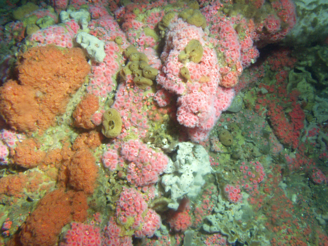 Coral and invertebrate dense cover on rocky reef habitatat 65 meters depth