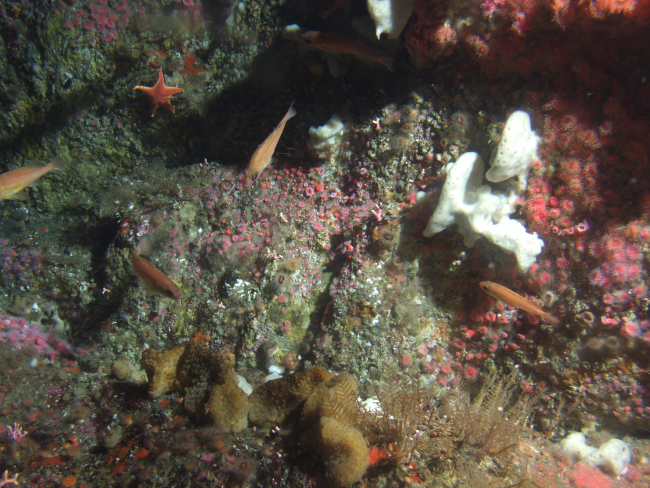 Small rockfish on invertebrate covered rocky reef habitat