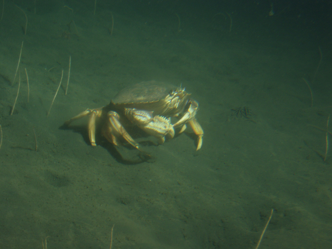 Dungeness crab (Cancer magister) in soft bottom habitat at 100 metersdepth