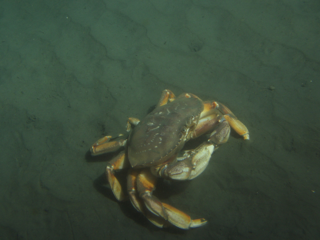 Dungeness crab (Cancer magister) in soft bottom habitatat 35 meters