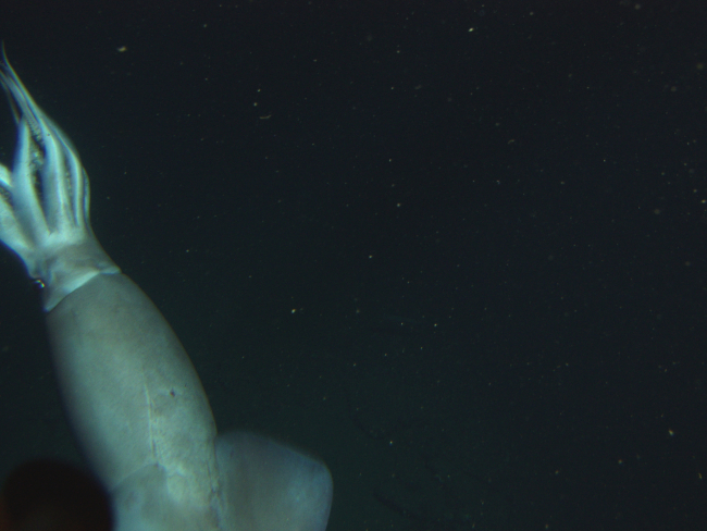 Humboldt squid (Dosidicus gigas) seen from the porthole of the Deltasubmersible at 250 meters