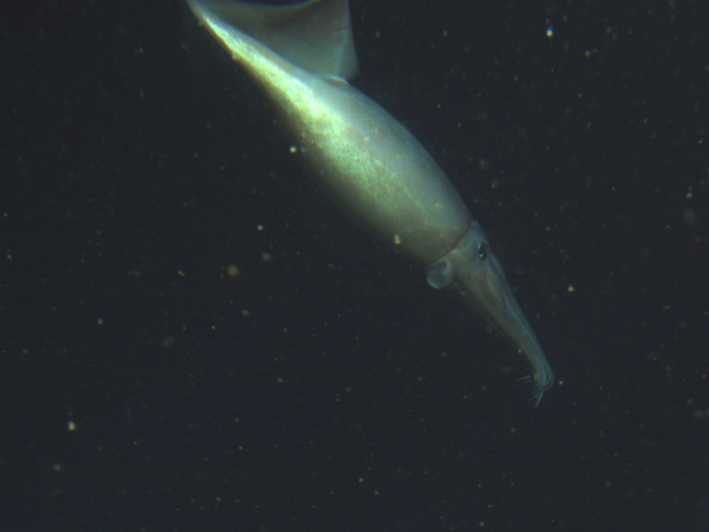 Humboldt squid (Dosidicus gigas) close upat 250 meters