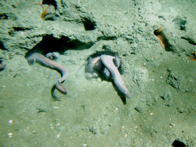 Pacific hagfish (Eptatretus stoutii) in a holeat 150 meters depth