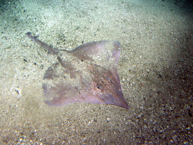 Long nose skate (Raja rhina) in soft bottom habitatat 116 meters depth