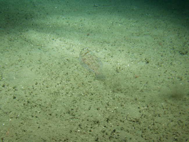 Flatfish on soft sediment of continental shelfat 150 meters depth