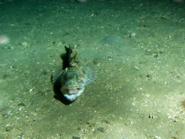 Lingcod (Ophiodon elongatus) on gravel bottom ocean floorat 175 meters depth