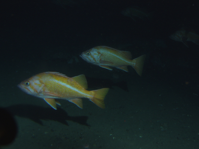 Two canary rockfish (Sebastes miniatus) in pelagic region of rocky reefat 175 meters depth