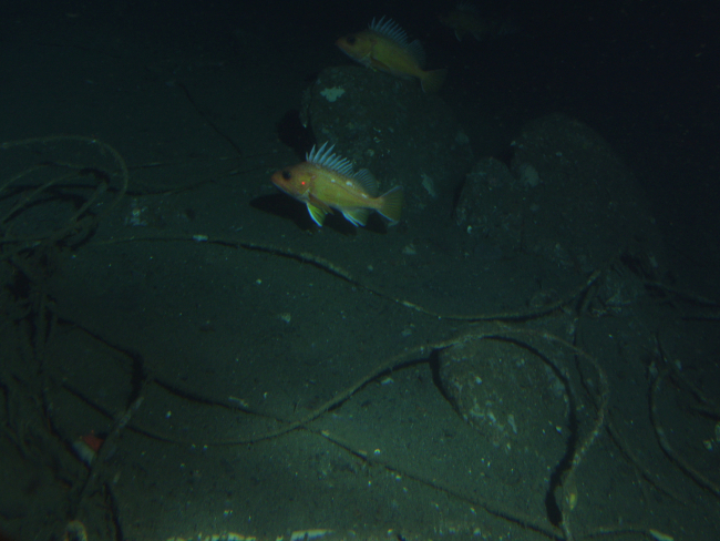Sebastomas rockfish and derelict fishing gear at 175 meters depth
