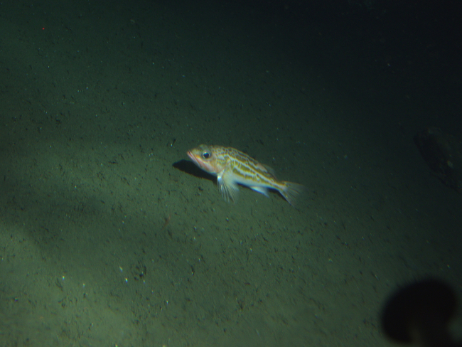 Greenstriped rockfish (Sebastes elongatus) in soft bottom habitatat 175 meters depth