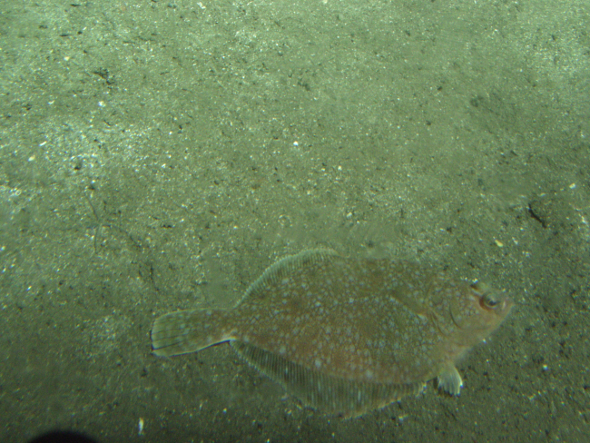 Sand sole (Psettichthys melanostictus) camouflaged on soft bottom habitatat 116 meters depth