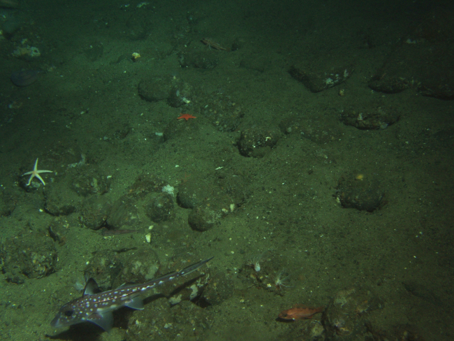 Spotted Ratfish (Hydrolagus colliei) and invertebrates in soft bottom habitat at 130 meters depth