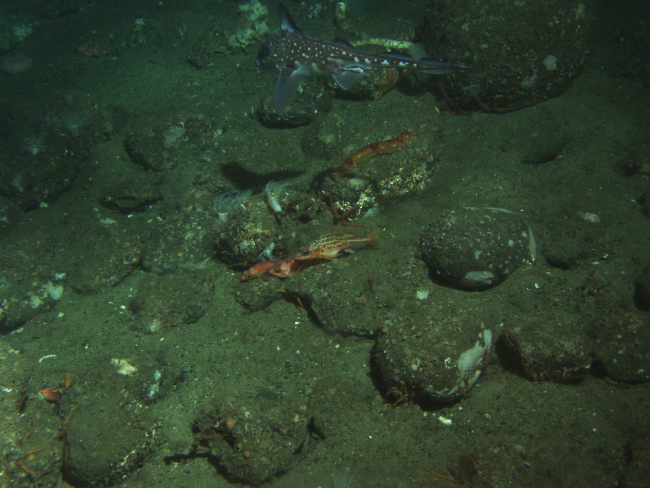 Greenstriped rockfish (Sebastes elongatus), ratfish (Hydrolagus colliei), andsea cucumber in cobble sand habitat at130 meters depth