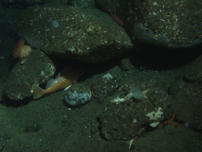 Rosy Rockfish (Sebastes rosaceus) and Invertebrates in soft bottom habitat withboulders at 130 meters depth
