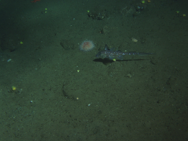 Spotted Ratfish (Hydrolagus colliei) on soft bottom habitat at130 meters depth