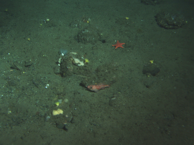 Rockfish, christmas tree worm and red star on sand cobble habitat at130 meters depth