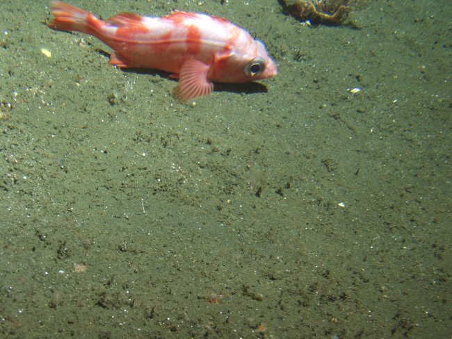 Splitnose rockfish (Sebastes diploproa) on soft bottom habitatat 302 meters