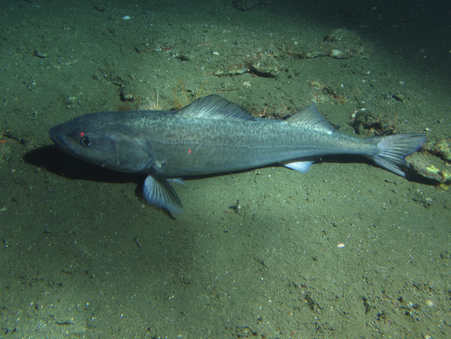 Sablefish (Anoplopoma fimbria) on soft bottom habitatat 302 meters