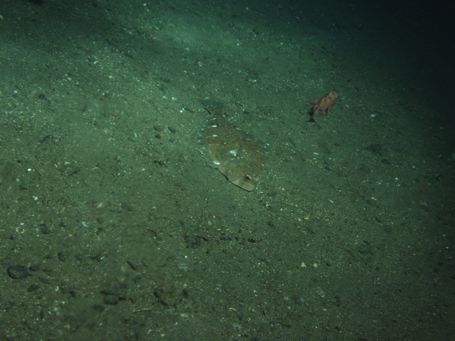 Flatfish close up in soft bottom habitatat 175 meters depth