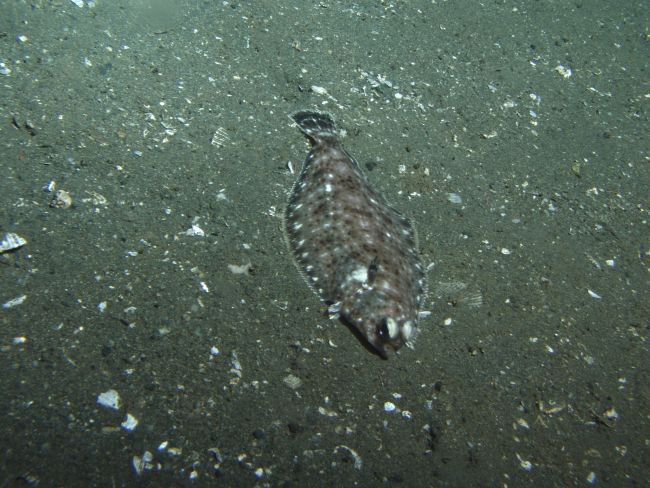 Dover sole (Microstomus pacificus) camouflaged on soft bottom habitatat 302 meters