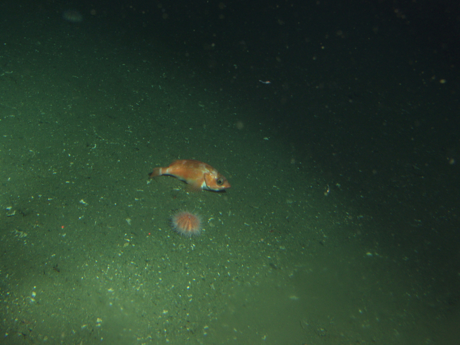 Splitnose rockfish (Sebastes diploproa) and urchin on soft bottom habitatat 302 meters