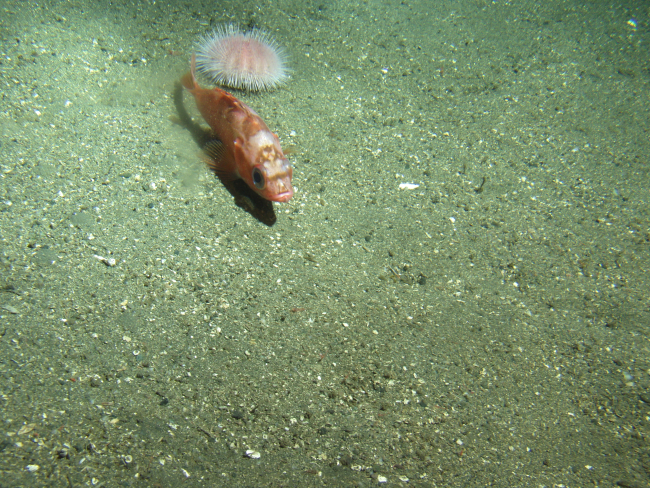 Stripetail rockfish (Sebastes saxicola) on soft bottom habitat withurchin close up at 302 meters