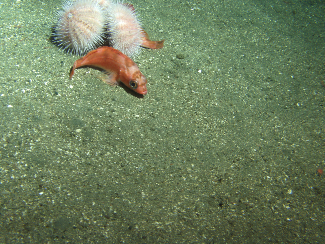Stripetail rockfish (Sebastes saxicola) on soft bottom habitat with two urchins