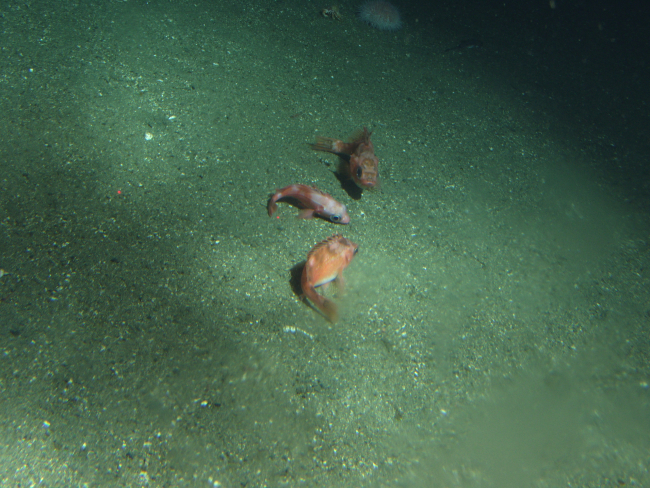 Two stripetail rockfish (Sebastes saxicola) and one splitnose rockfishat 302 meters