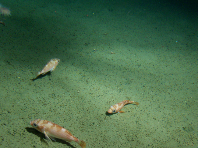 Stripetail rockfish (Sebastes saxicola) on soft bottom of continental shelfat 150 meters depth
