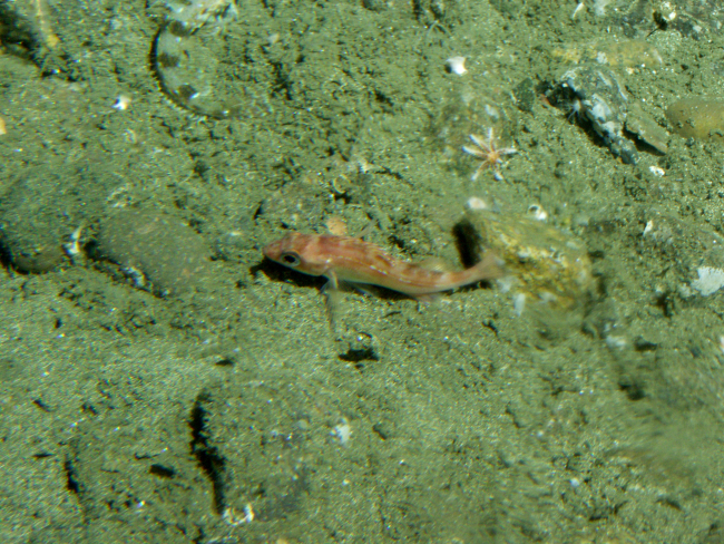 Sharpchin rockfish (Sebastes zacentrus) on soft bottom habitatat 115 meters depth