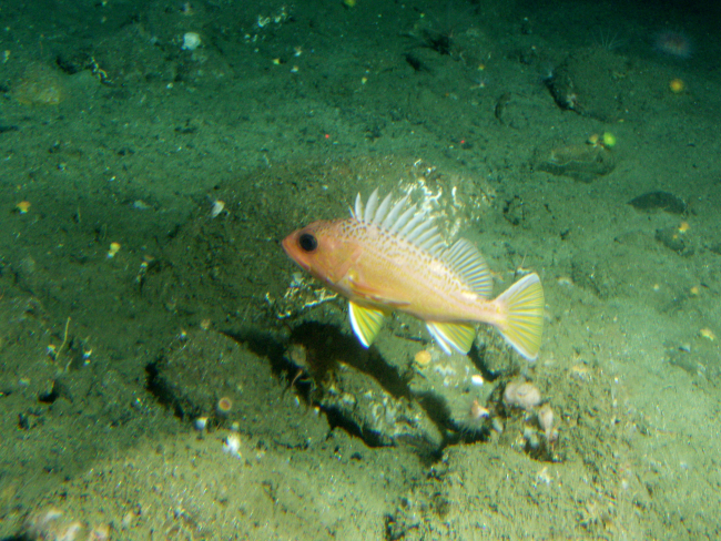 Greenspotted rockfish (Sebastes chlorostictus)  in cobble habitatat 115 meters depth