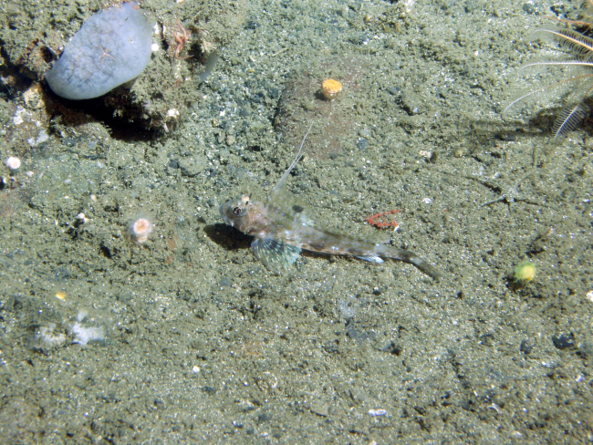 Spotfin Sculpin ( Icelinus tenuis) close up in softbottom habitat withinvertebrates) at 115 meters depth