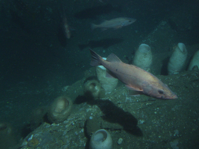Bocaccio Rockfish (Sebastes paucispinis) and vase sponges on rocky outcroppingat 116 meters depth