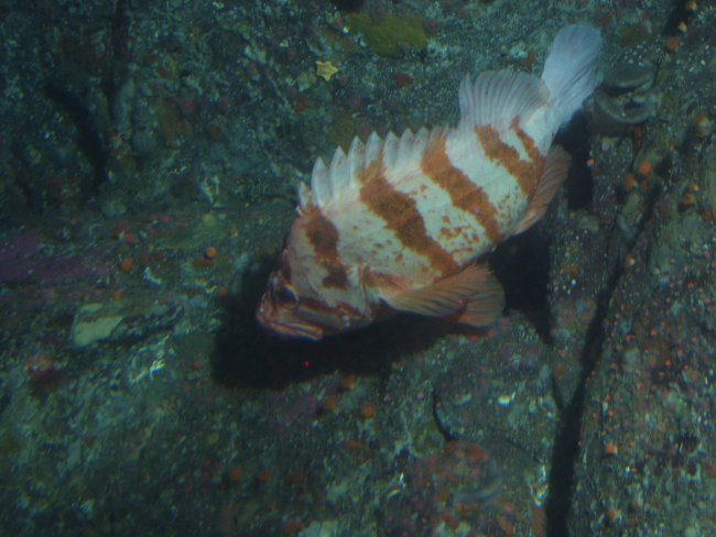 Flag Rockfish (Sebastes rubrivinctus) on rocky outcropping at 74 meters