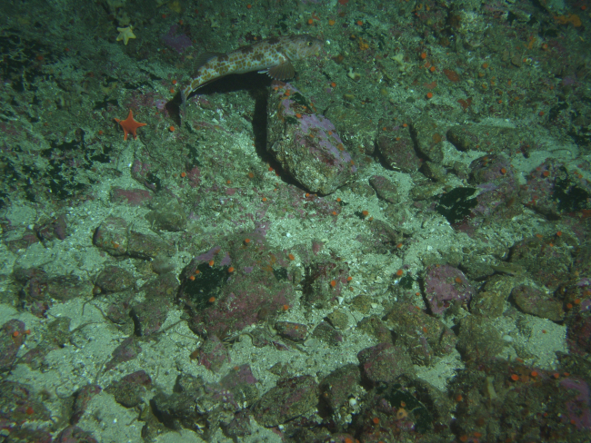 Lingcod (Ophiodon elongatus) and sea stars in a sandy boulder habitatat 99 meters depth