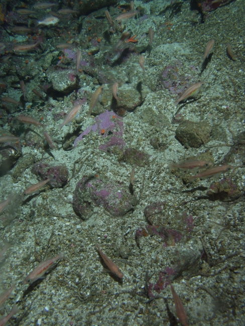 Juvenile Rockfish (Sebastes spp