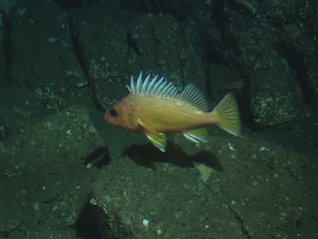 Greenspotted rockfish (Sebastes chlorostictus)in boulder habitatat 175 meters depth