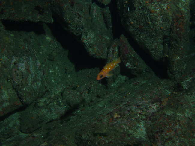 Rosy rockfish (Sebastes rosaceus) in front of boulder habitatat 75 meters depth