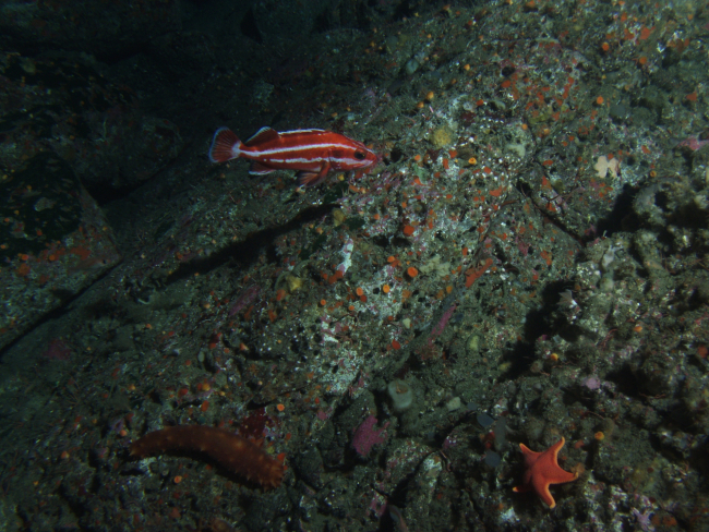 Juvenile Yelloweye rockfish (Sebastes ruberrimus) and Californiasea cucumber (Parastichopus californicus) on rocky reefat 75 meters depth